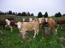 Cows guarding the labyrinth ...