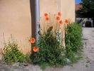 Blumen aus dem Pflaster