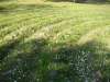 bunge_22