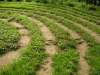 disibod_10
