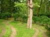 disibod_14