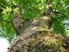 disibod_25