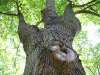 disibod_26