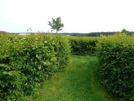 flachslanden_08