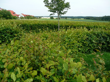 flachslanden_09