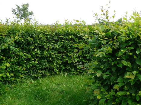 flachslanden_14