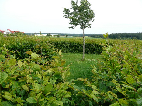 flachslanden_16