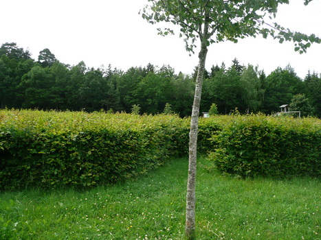 flachslanden_17
