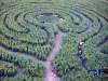 Sonnenblumenlabyrinth