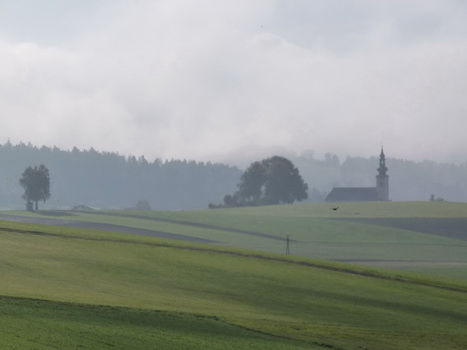 hoki_pflanz_01