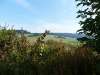hoki_pflanz_12