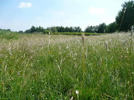 ijsselstein_01