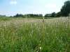 ijsselstein_01