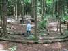 Wald Labyrinth