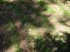 tibble_26