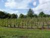 Vine labyrinth (9 circuits type Chartres)