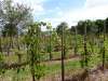 wiesenbronn_2013_09_01_09