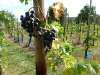 wiesenbronn_2013_09_01_10