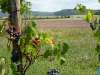 wiesenbronn_2013_09_01_11