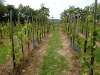 wiesenbronn_2013_09_01_20