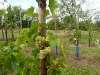 wiesenbronn_2013_09_01_25