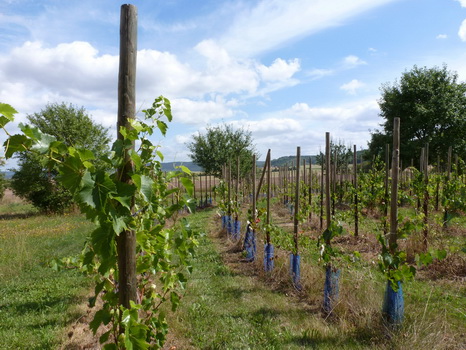 wiesenbronn_2013_09_01_08