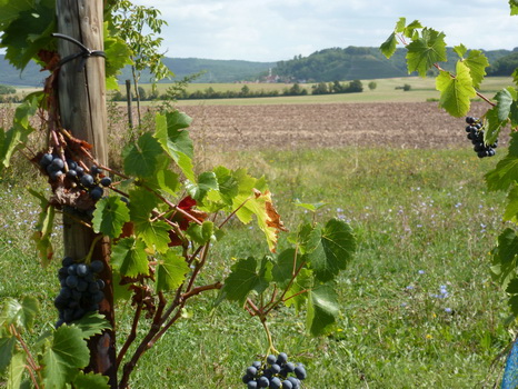 wiesenbronn_2013_09_01_11
