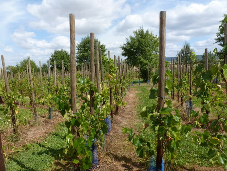 wiesenbronn_2013_09_01_12