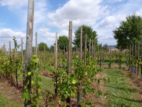 wiesenbronn_2013_09_01_13