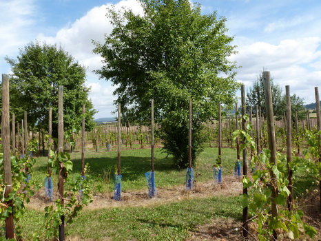 wiesenbronn_2013_09_01_14