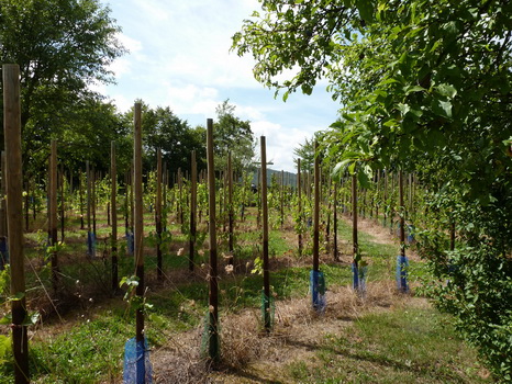 wiesenbronn_2013_09_01_16