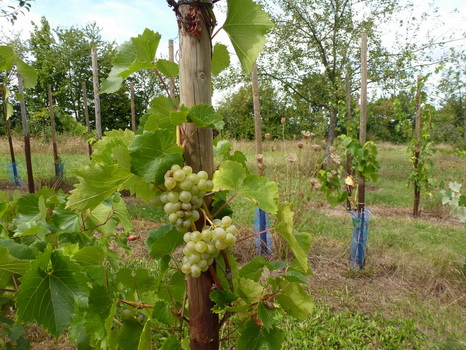 wiesenbronn_2013_09_01_25