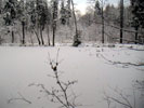 The  "Birkensee" (birch lake)  frozen